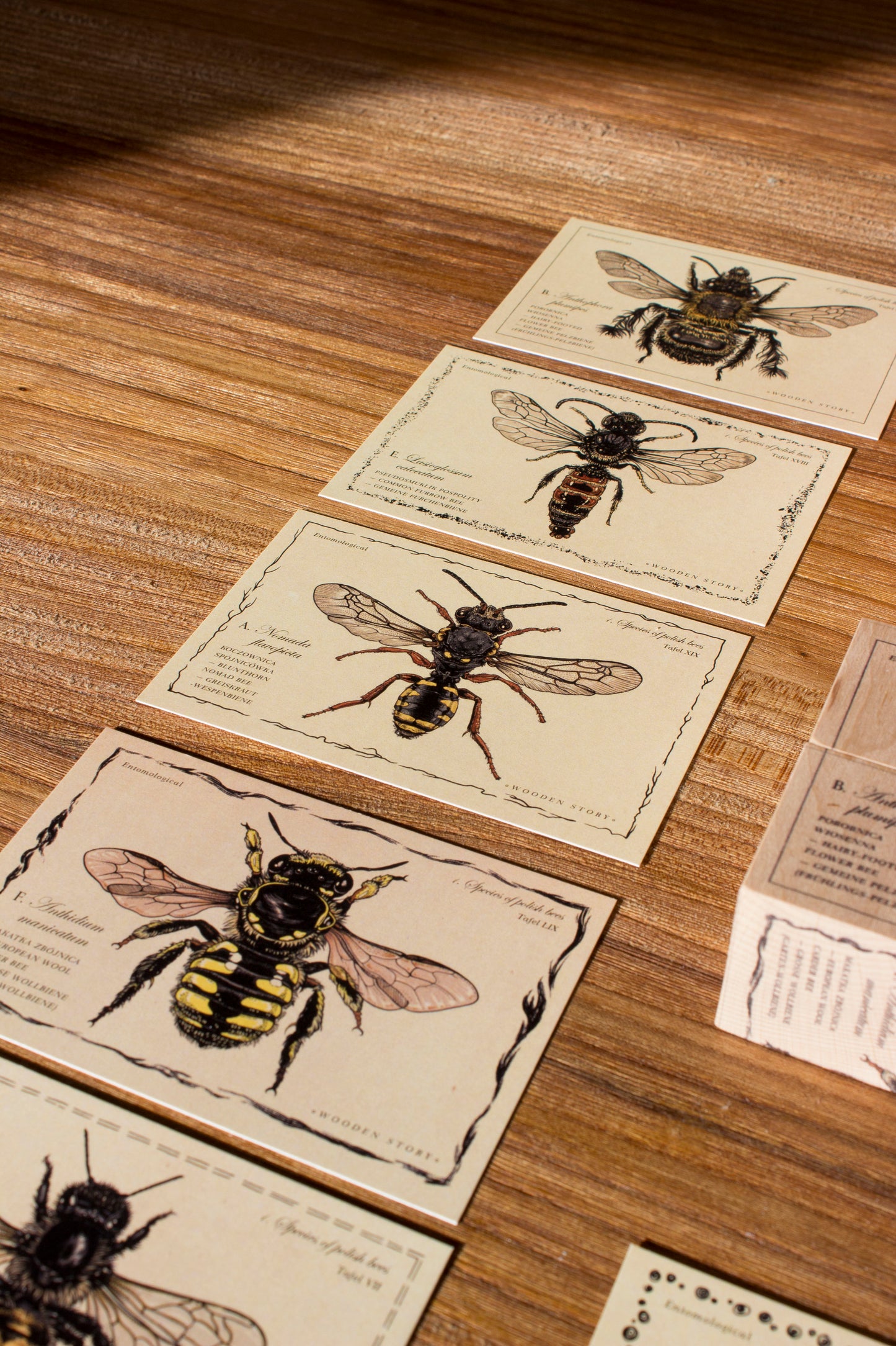 Blocks Species of bees